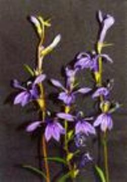 Lobelia Sessilifolia Extract 